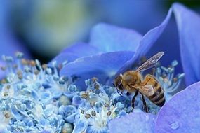 bee on the hydrangea close-up