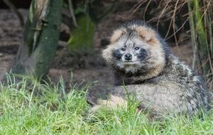 Raccoon Dog lying on grass