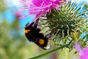 bumblebee on the meadow flower