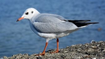 Colorful seagull on the seashore