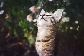 kitten looking up close-up on blurred background