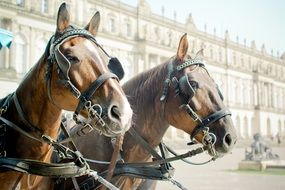 two Horse heads in harness