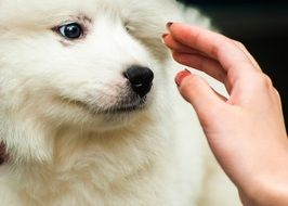 portrait of adorable Samoyed dog with woman Hand