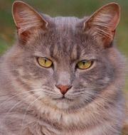 enchanting Kitten Domestic