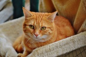 relaxed red cat on the blanket