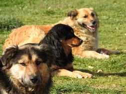 three different purebred dogs on green grass