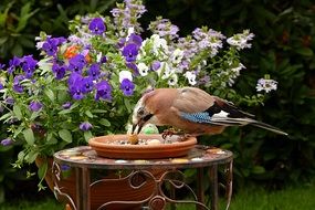 garrulus glandarius bird and flowers in a garden