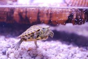 yellow-bellied turtle in the water in the aquarium