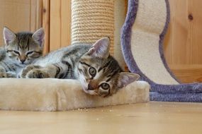 two kittens resting