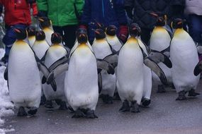 parade of penguins at the zoo in winter