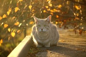 grey cat in autumn