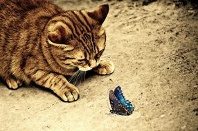 cute Cat and blue butterfly, Sepia