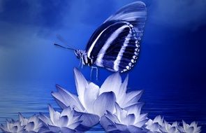 striped butterfly on white Lotus