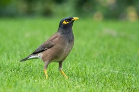 Common Myna
