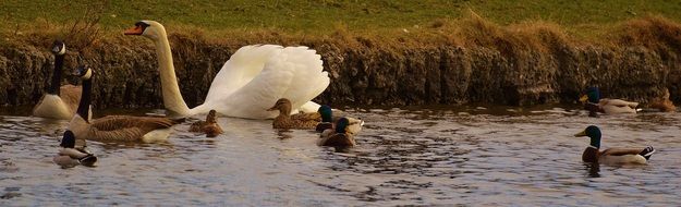 Swans and ducks on the water