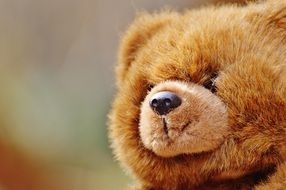 teddy bear looking away