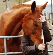 man caressing a horse