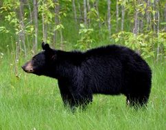 wild black bear on a green meadow