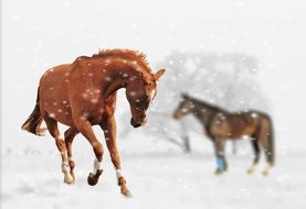 horses outdoor in wintry weater