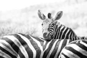 black and white portrait of flock of zebras