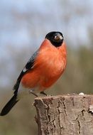 red Bullfinch Male on wooden log