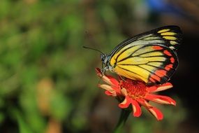 Butterfly Colorful