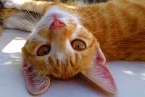 young red cat with big ears