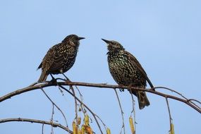 two perched songbirds on branch