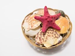 seashells in a basket