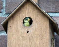 bird in Birdhouse
