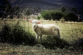 cute Lamb