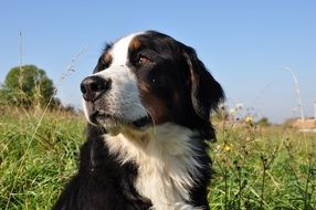 outdoor portrait of a bernese mountain dog