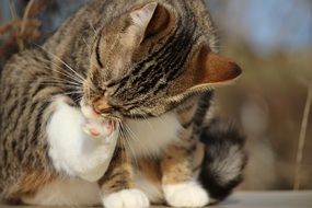 mackerel cat cleaning his paw