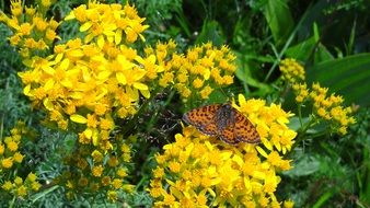 tiger butterfly on yellow flowers close-up