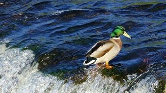 duck stands in water