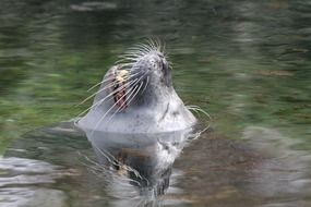 sea lion snout