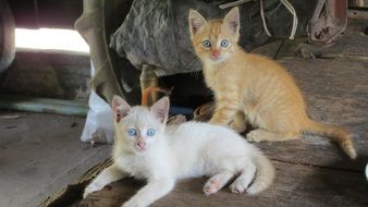 Beautiful cute colorful kittens