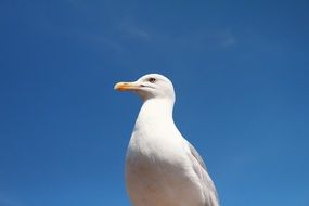 sitting Seagull at blue sky