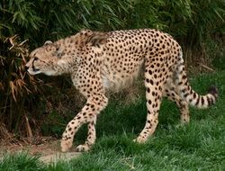 wild Cheetah Animal