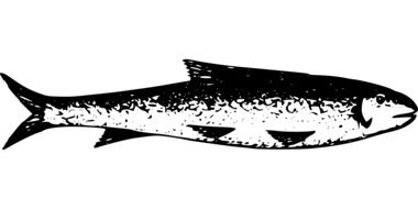 black and white drawing of fish from Lake Tanganyika