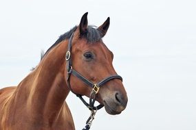 profile portrait of a bright brown horse