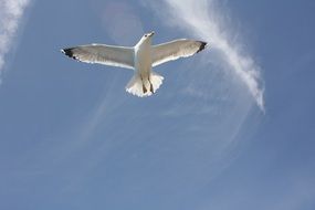 free soaring seagull in the blue sky