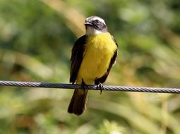 Golden-crowned flycatcher on wire