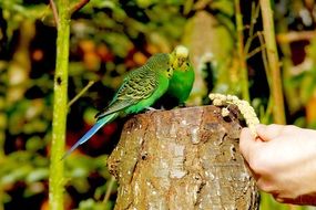 green budgerigars