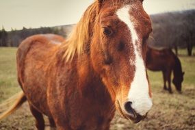 horses in the field in autumn