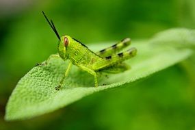 Grasshopper junmping on the leaf on the meadow