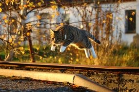 jumping tiger cat
