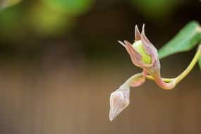 bud on a branch