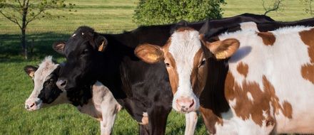 three cows is grazing in nature