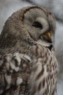 portrait of a screech owl